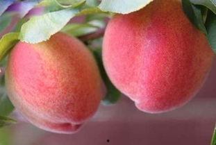 桃子能和梢瓜一起吃吗,相容还是相克？营养搭配指南